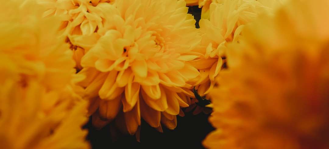 sárga virág, fekete háttér kirakós online