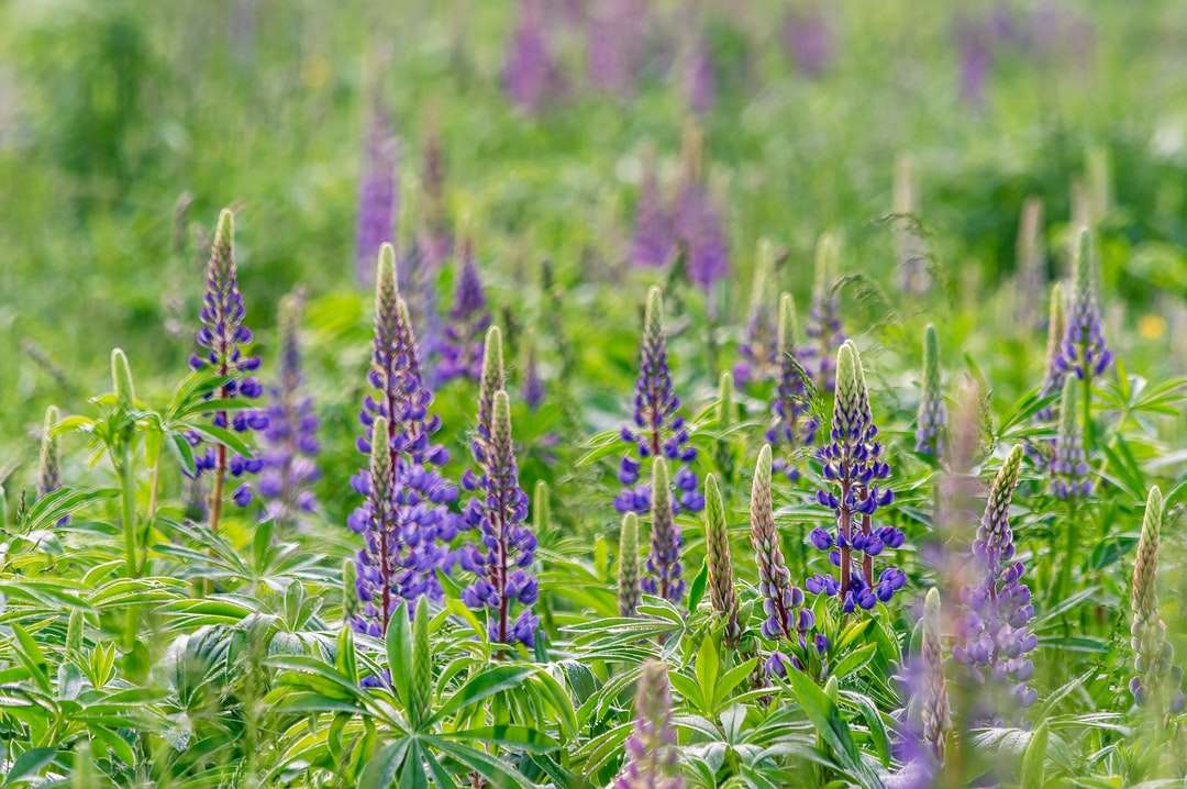 фіолетове квіткове поле вдень онлайн пазл