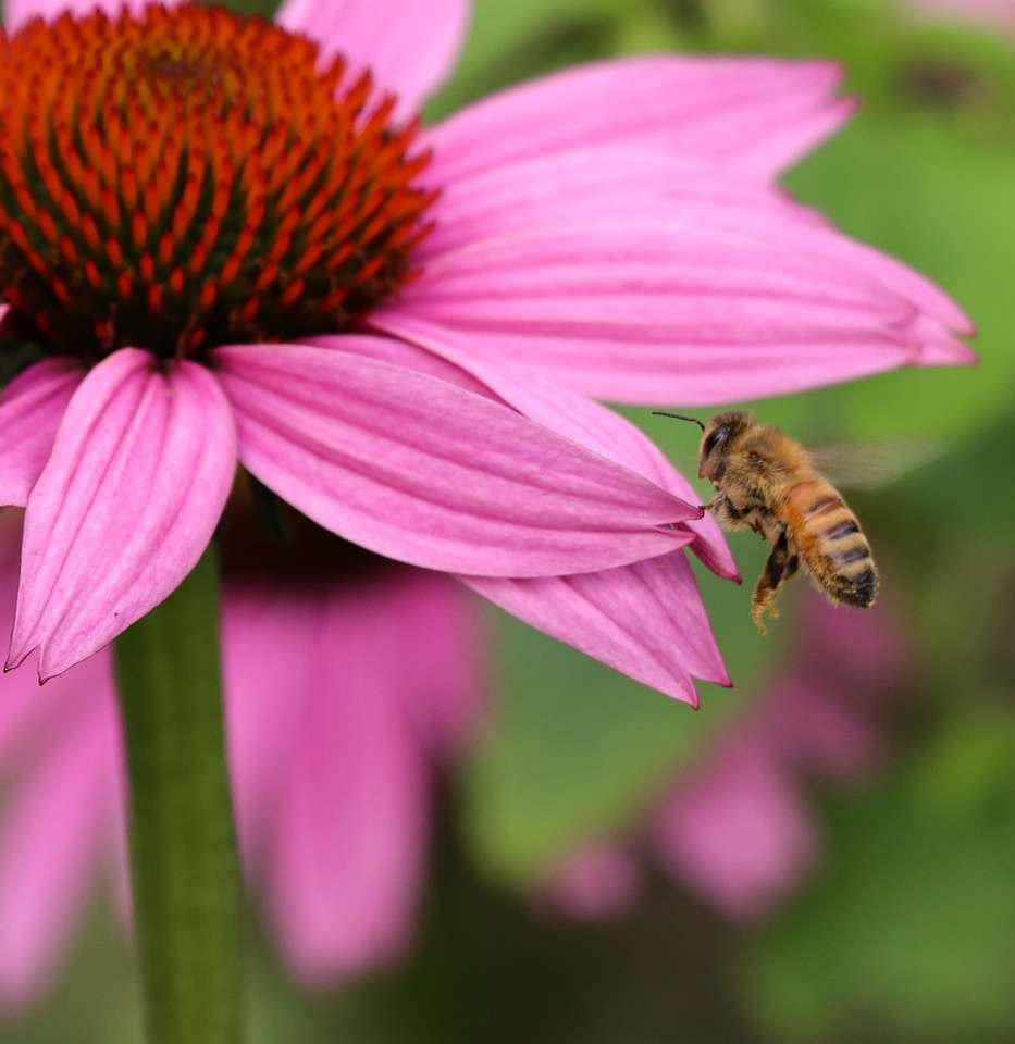 η μέλισσα σκαρφαλώνει στο μωβ λουλούδι στη στενή επάνω φωτογραφία online παζλ