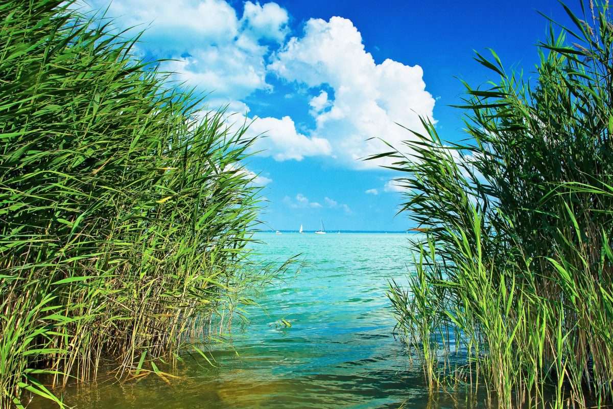 Reed en el lago Balaton, Hungría rompecabezas en línea