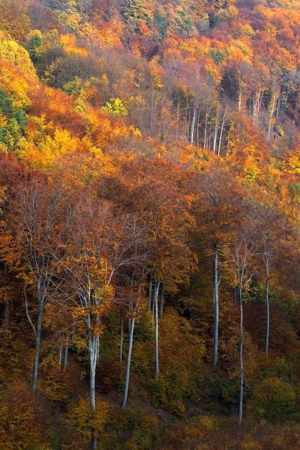 Есенна гора в Унгария онлайн пъзел