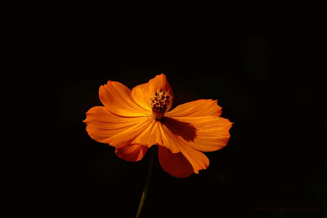 πορτοκαλί λουλούδι σε μαύρο φόντο παζλ online