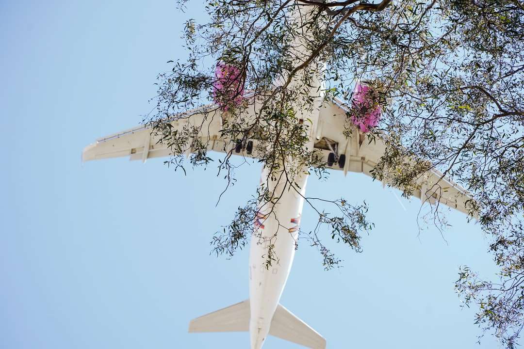 fehér és kék repülőgép repül rózsaszín cseresznyevirág fa felett kirakós online