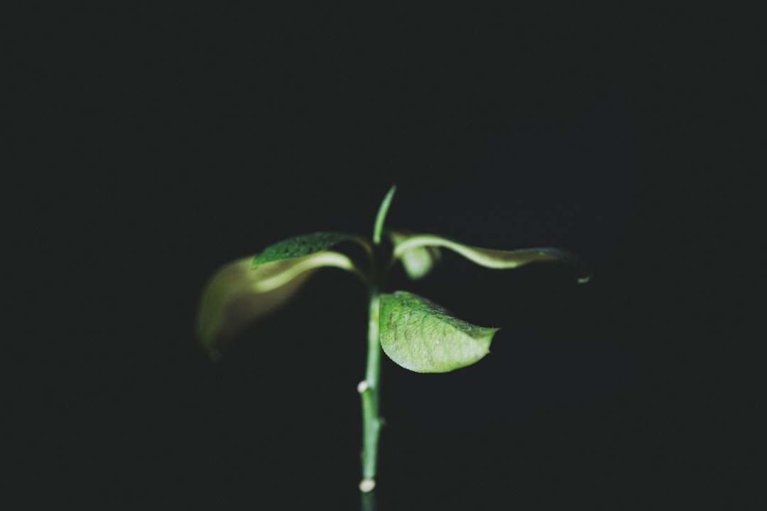 zelená listová rostlina s černým pozadím skládačky online