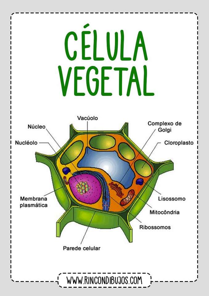 celula vegetal rompecabezas en línea