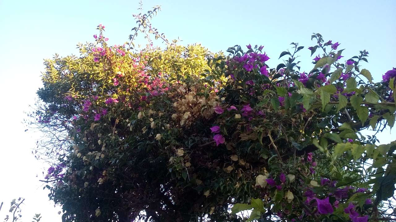 Цветы на Сардинии пазл онлайн
