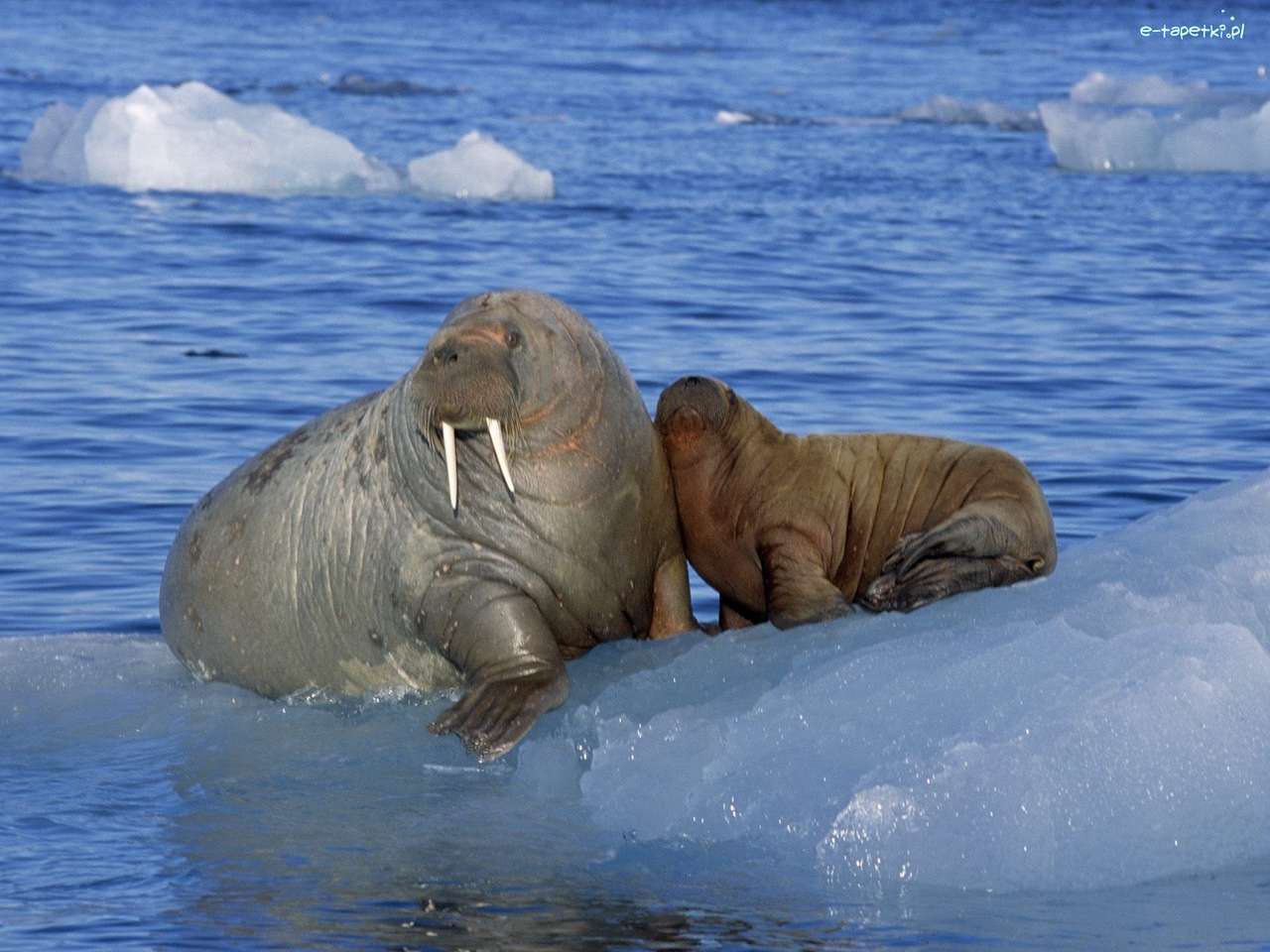 морж і тюлень онлайн пазл
