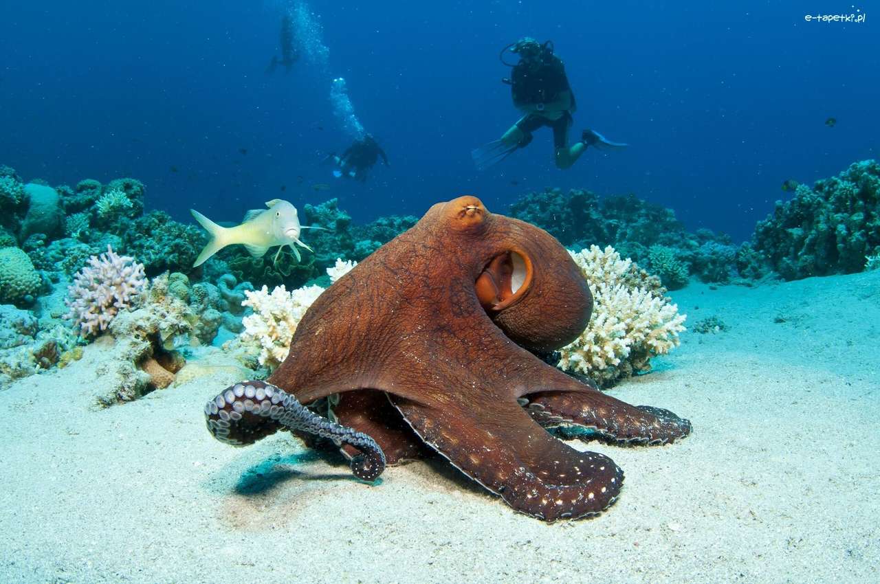 korálový útes, chobotnice online puzzle
