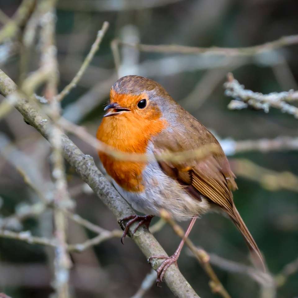 πορτοκαλί και γκρι πουλί σε κλαδί δέντρου παζλ online
