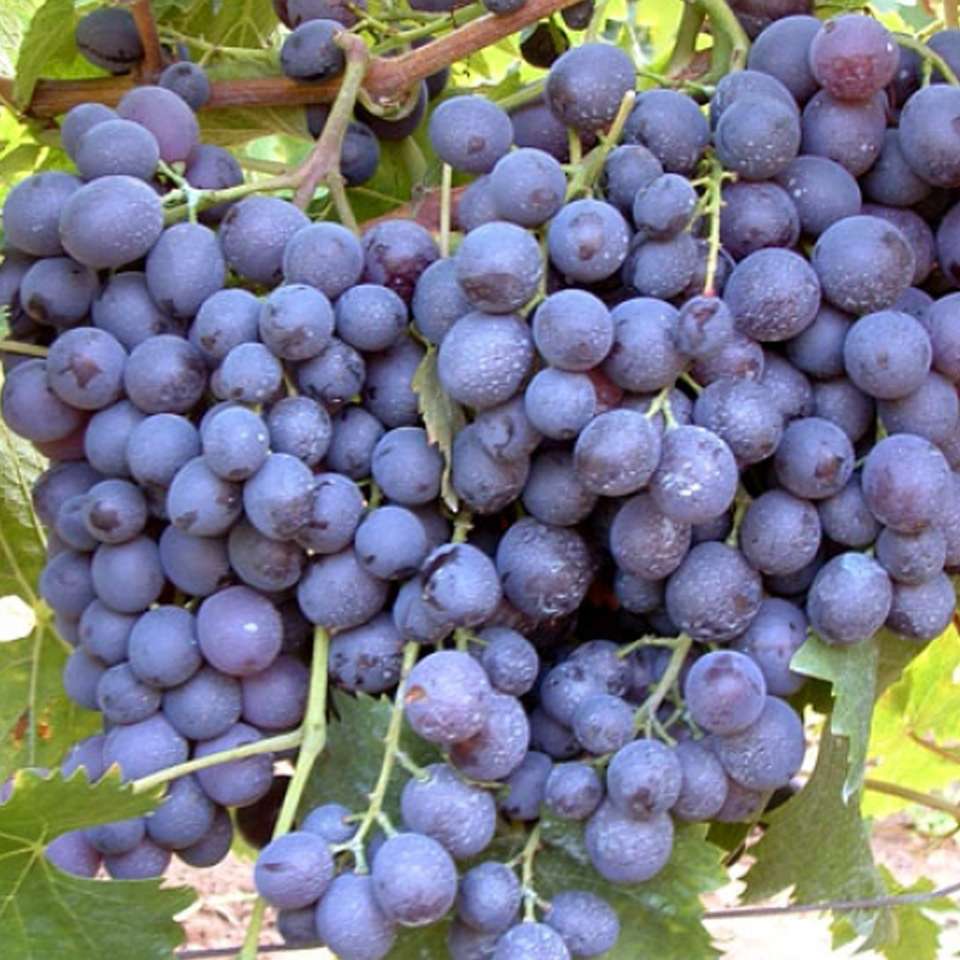 Racimo de uvas rompecabezas en línea