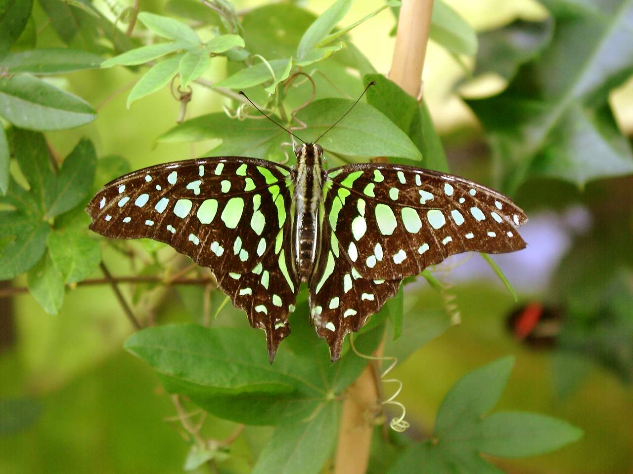 Метелик в тропічному будинку онлайн пазл