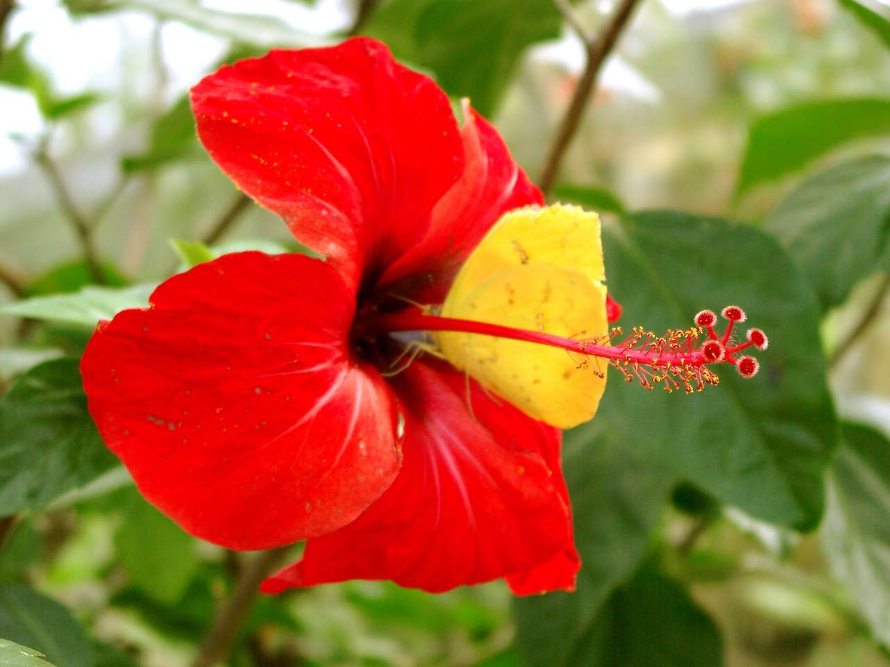 Λουλούδι με πεταλούδα online παζλ