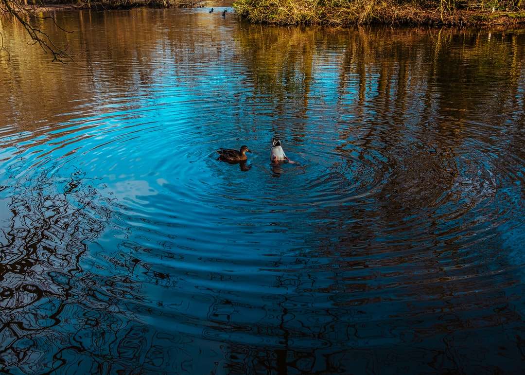 2 Enten schwimmen tagsüber auf dem Wasser Puzzlespiel online