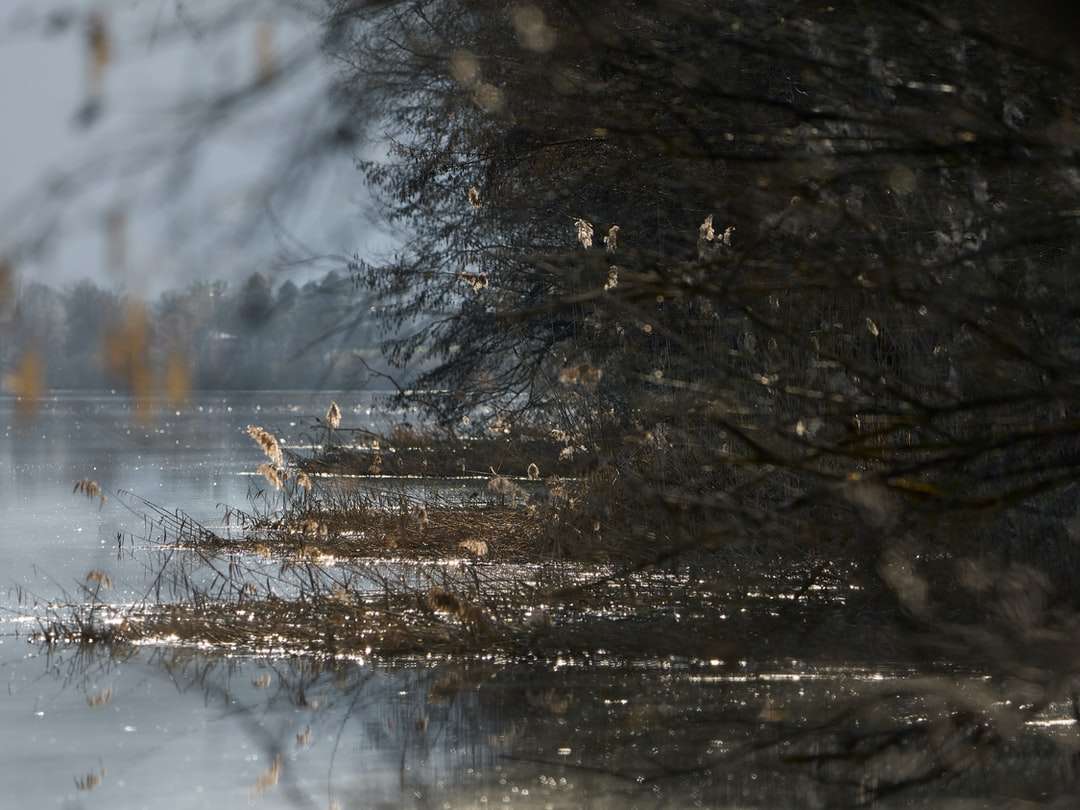 árvores cobertas de neve durante o dia quebra-cabeças online