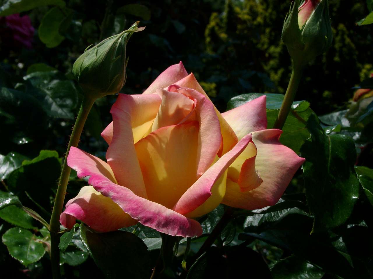 Flor de rosa quebra-cabeças online