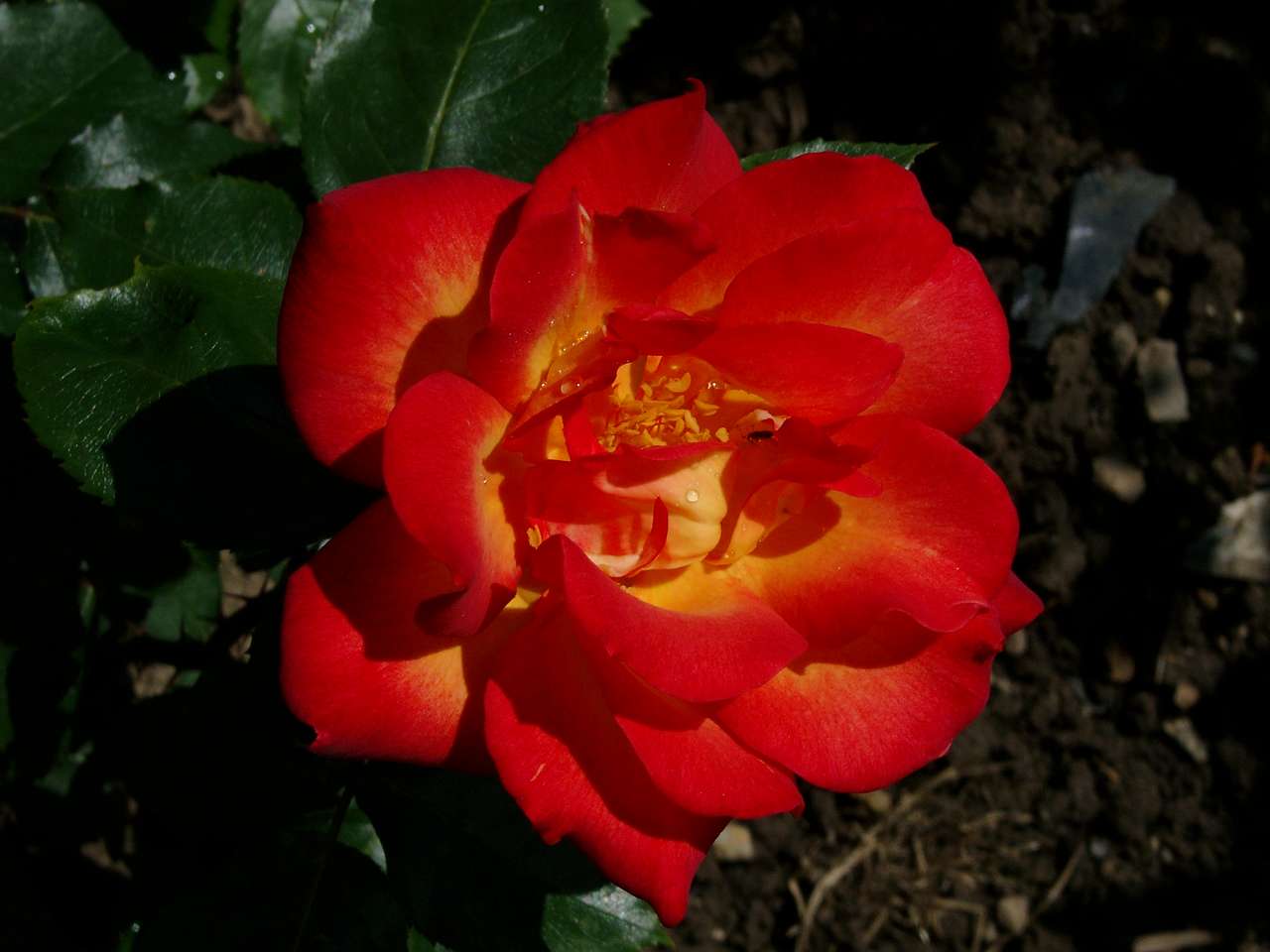 Rózsavirág kirakós online