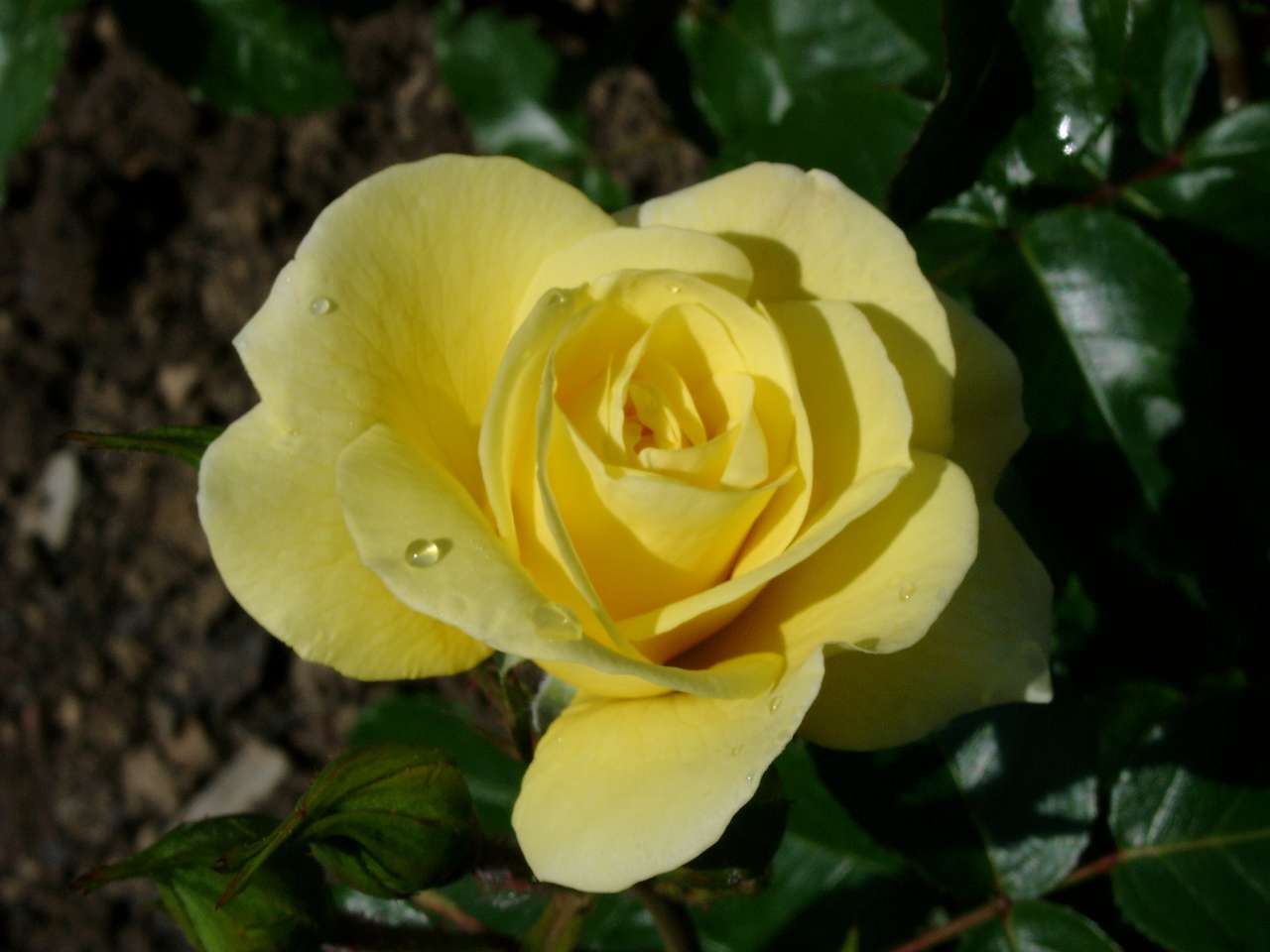 gele roos bloesem legpuzzel online