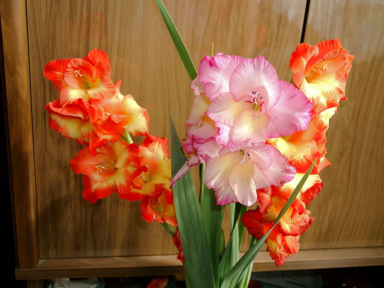 Gladiolus bukett Pussel online