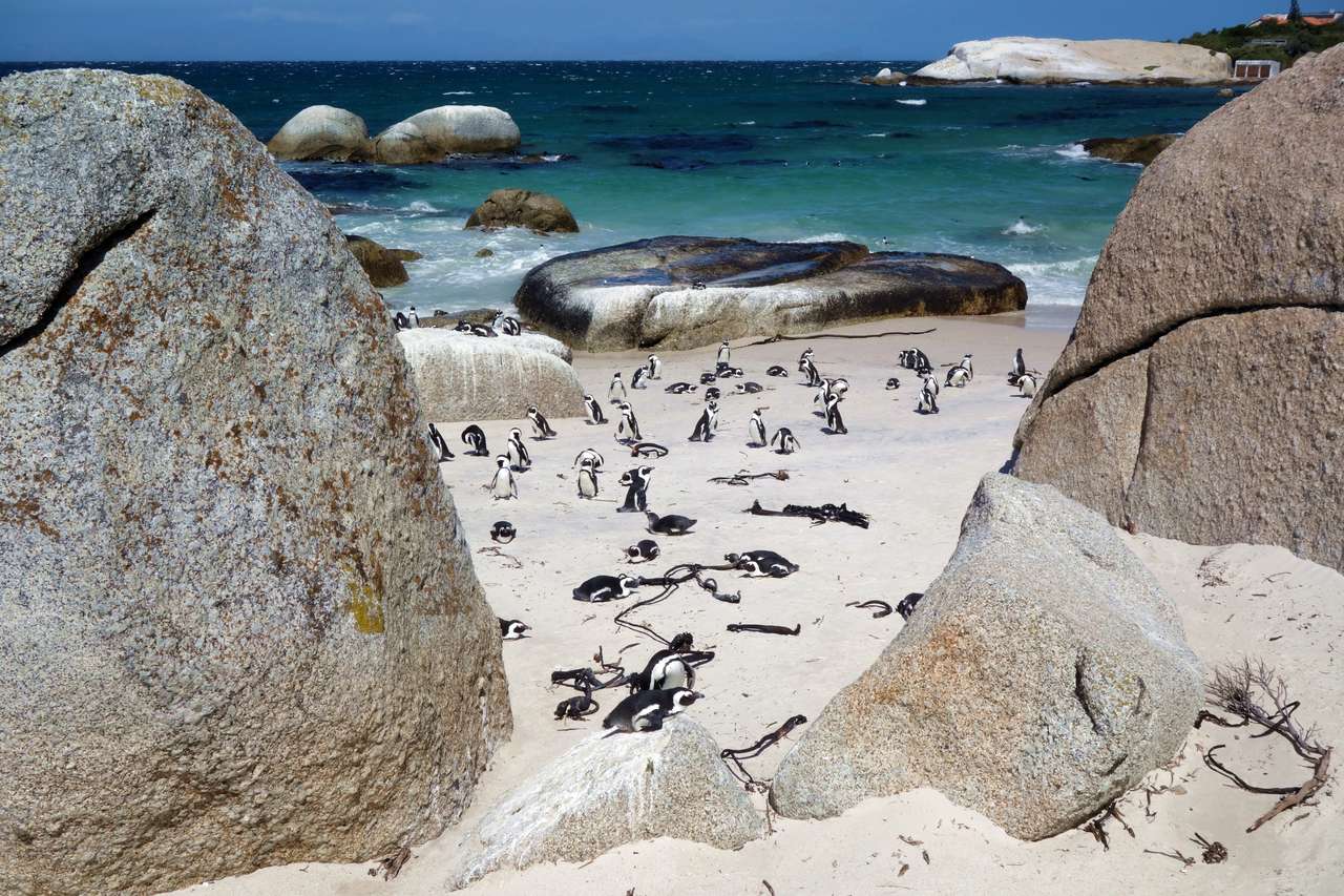 Praia dos Pinguins quebra-cabeças online