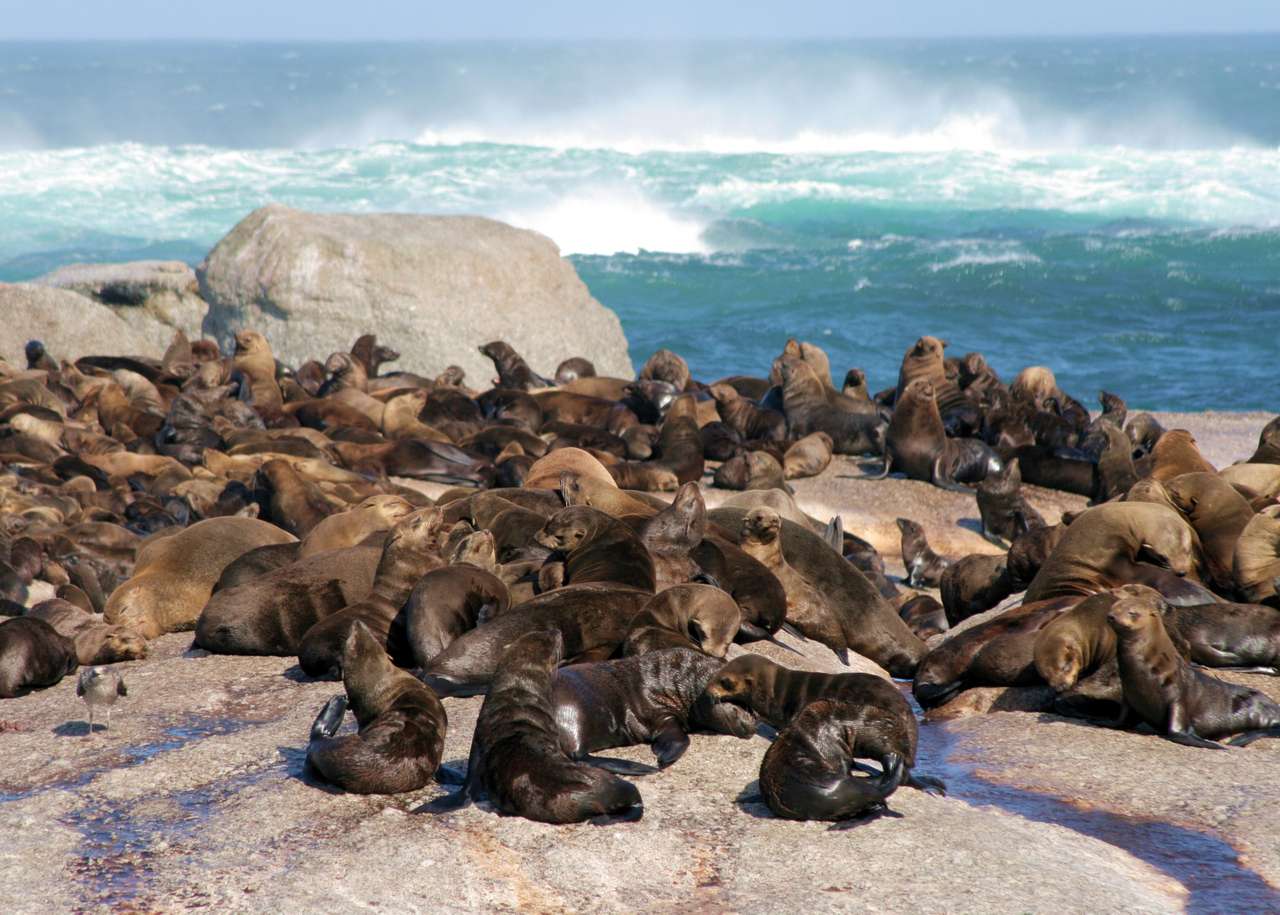 Isla de las focas rompecabezas en línea