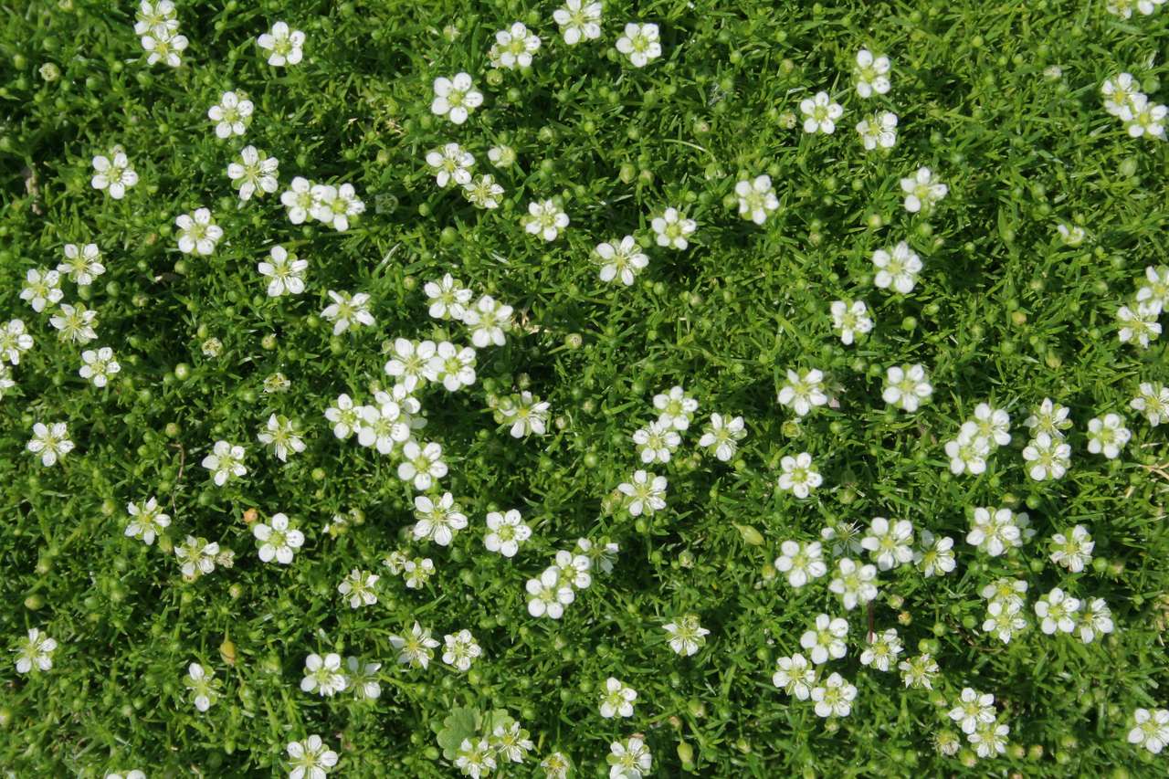 Белые маленькие цветы пазл онлайн