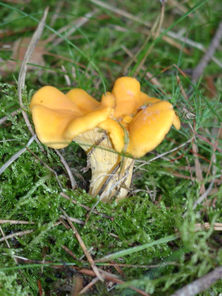 Chanterelle in the moss online puzzle