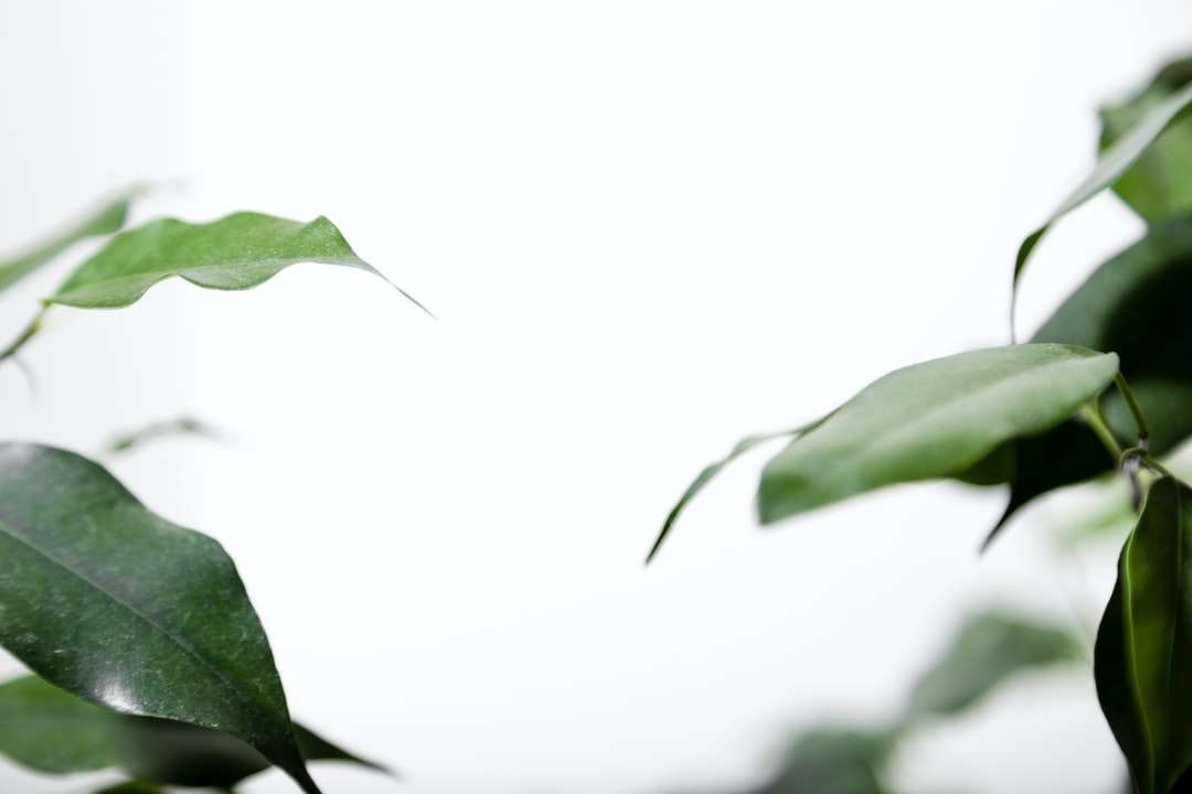 green leaf with white background jigsaw puzzle online