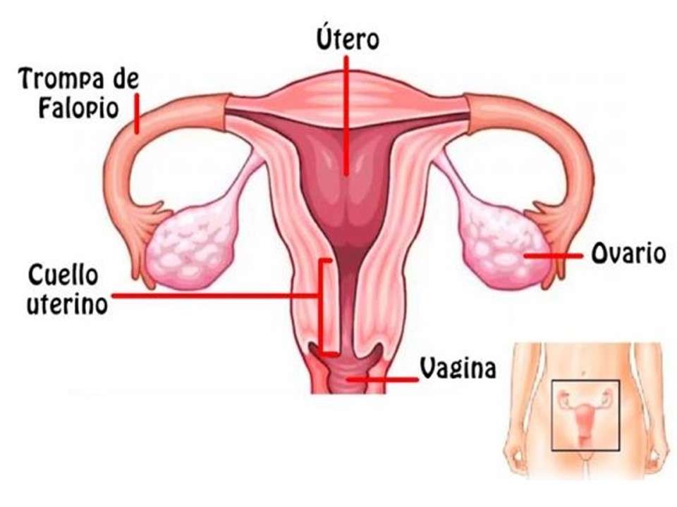 Sistem reproductiv puzzle online