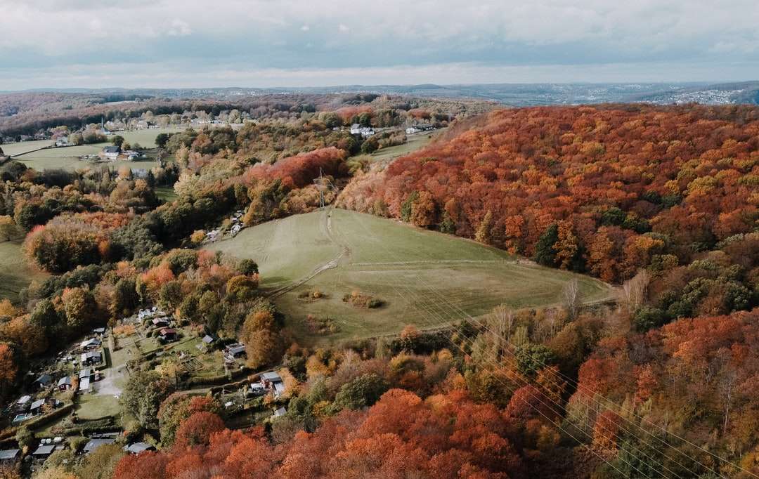 vista aérea de árvores verdes e marrons e campo de grama verde puzzle online