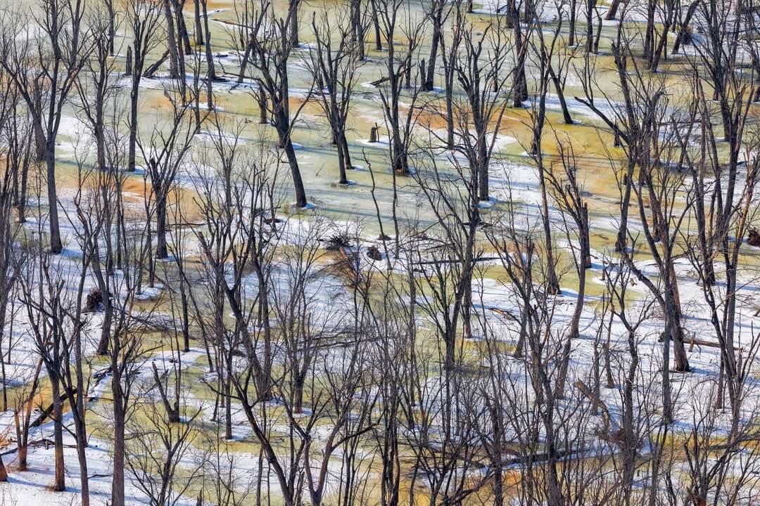 коричневые голые деревья на коричневом поле в дневное время пазл онлайн