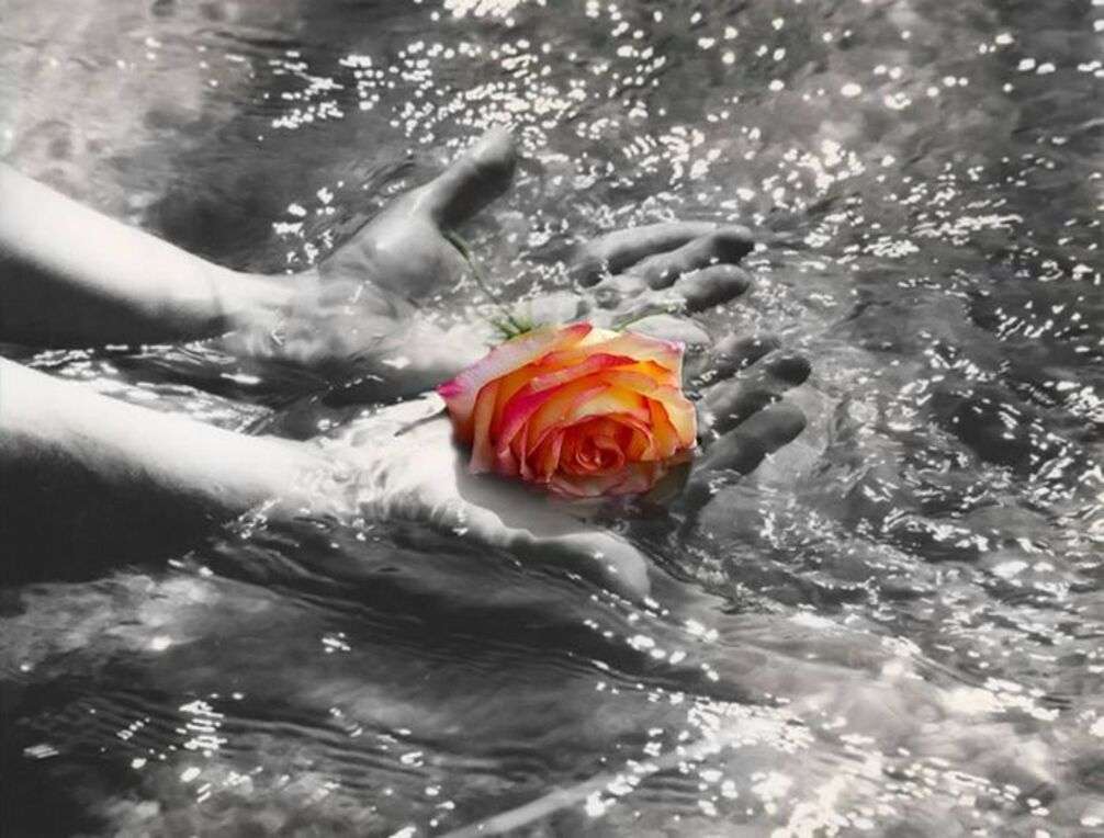 Trandafirul peste apă jigsaw puzzle online