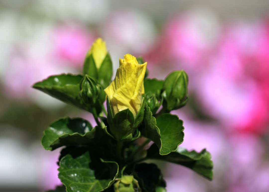 flor amarilla en lente de cambio de inclinación rompecabezas en línea