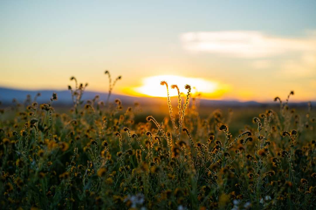 champ d'herbe verte au coucher du soleil puzzle en ligne