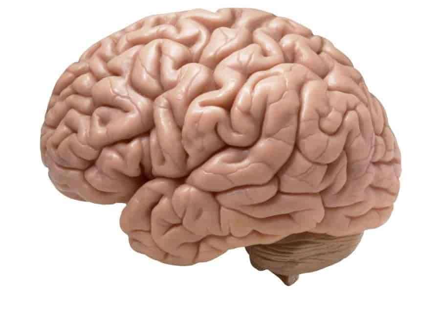 Lidský mozek online puzzle
