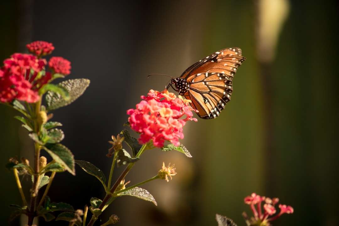 motýl monarcha posazený na růžovém květu skládačky online