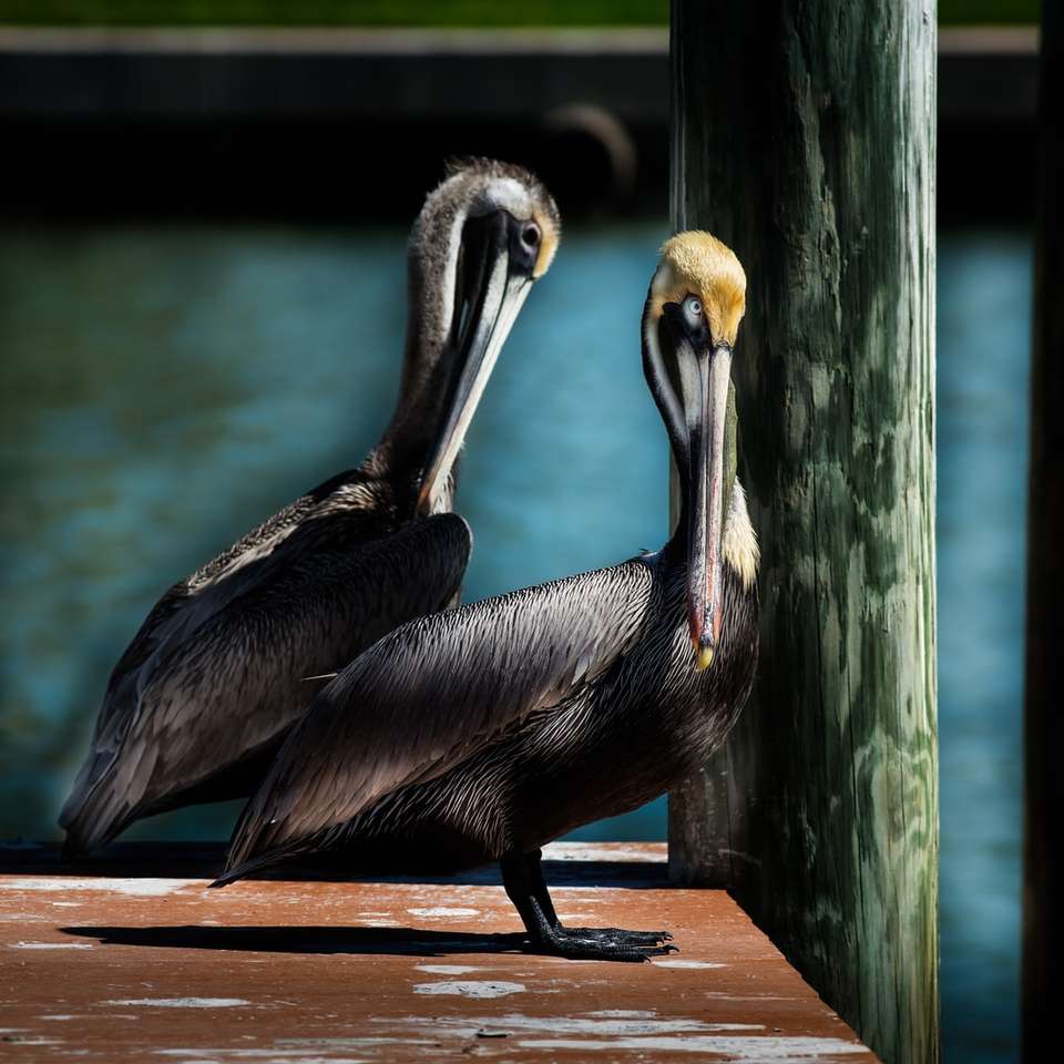 pelican negru pe masa de lemn maro jigsaw puzzle online