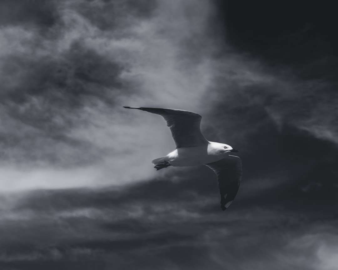 білий і чорний птах летить під хмарним небом вдень онлайн пазл