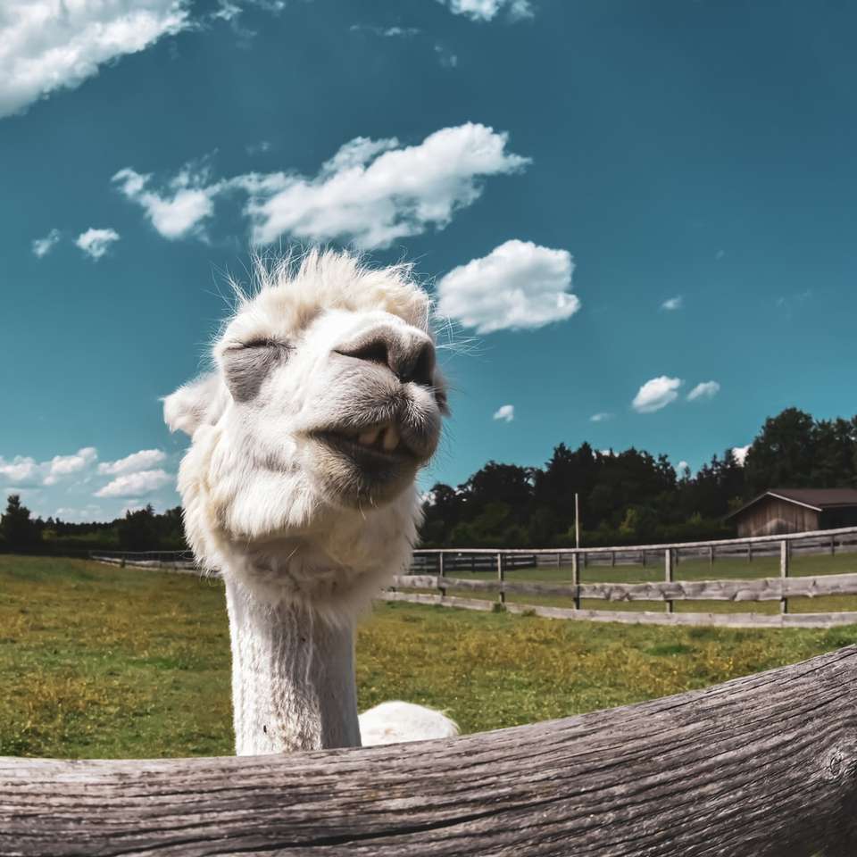 бяла камила на поле със зелена трева под синьо небе онлайн пъзел