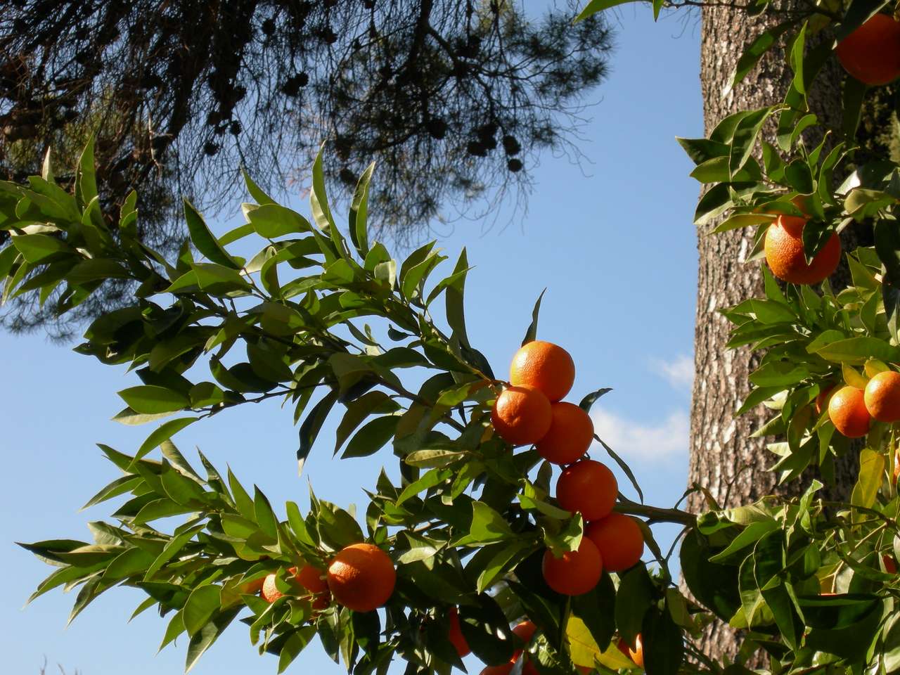Italské pomeranče skládačky online