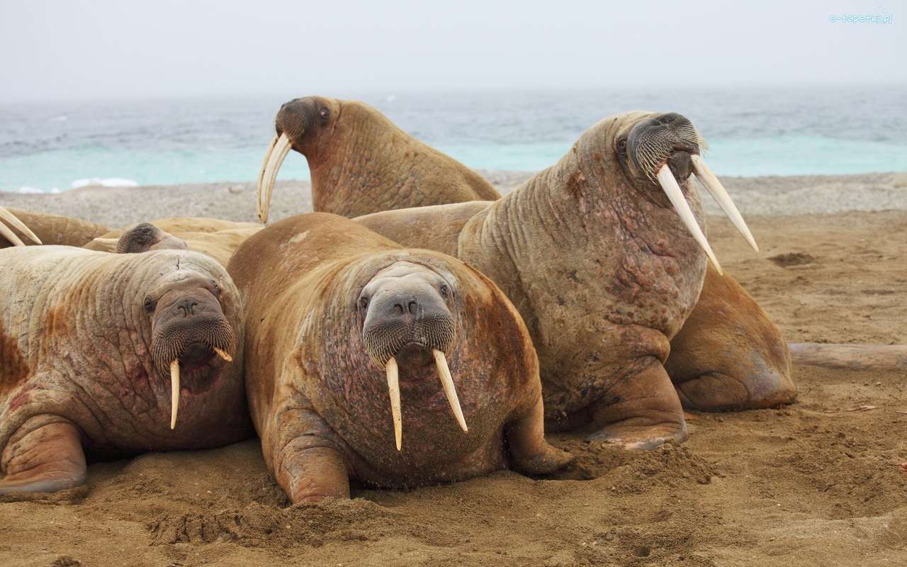 walrussen``, online puzzel