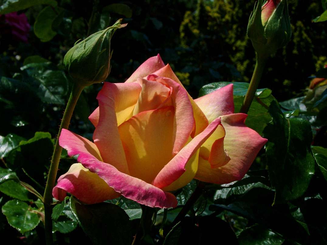 veelkleurige roze bloem legpuzzel online