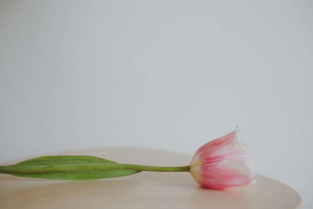 fleur rose et blanche en gros plan puzzle en ligne