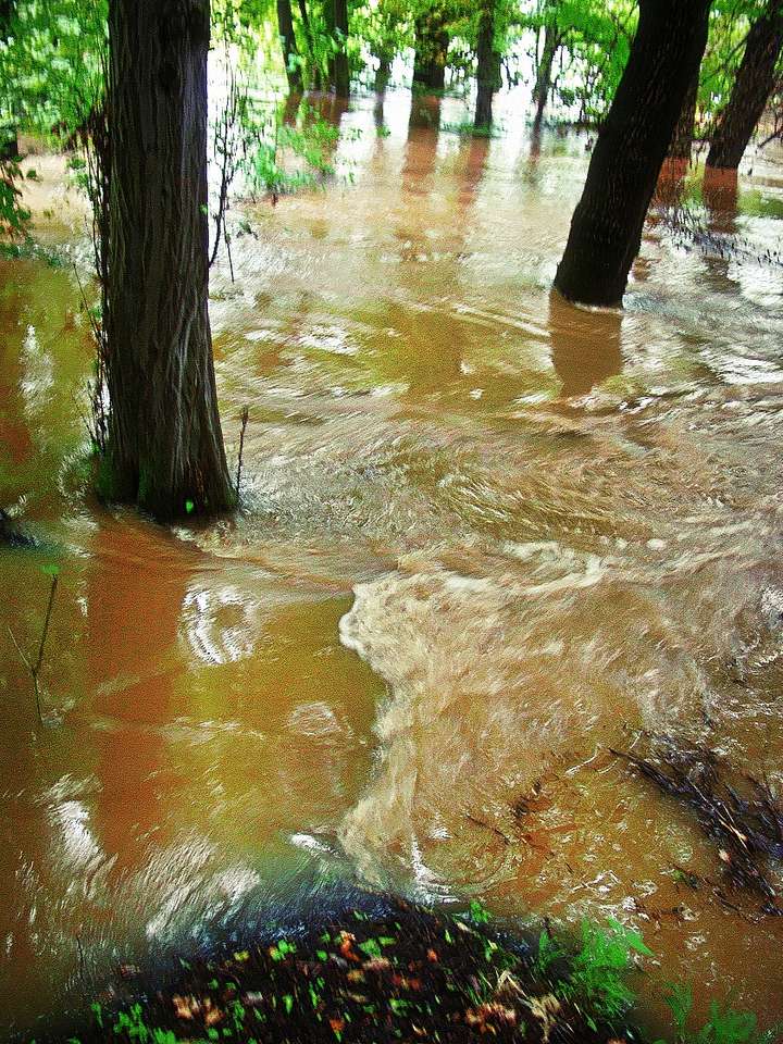 Bosque inundado de Mulde en 2002 cerca de Muldenstein rompecabezas en línea