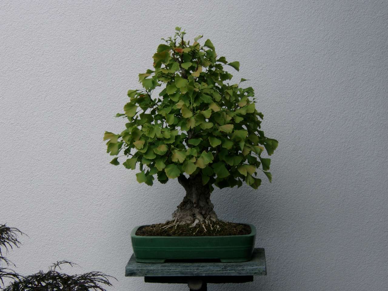 Jeune arbre bonsaï puzzle en ligne