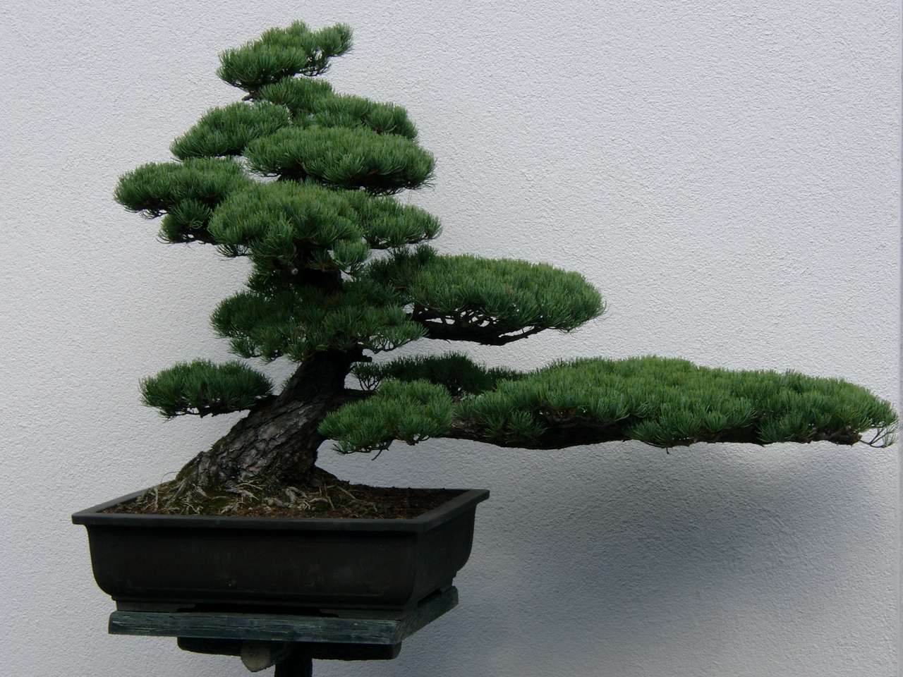 Árbol joven de bonsai rompecabezas en línea