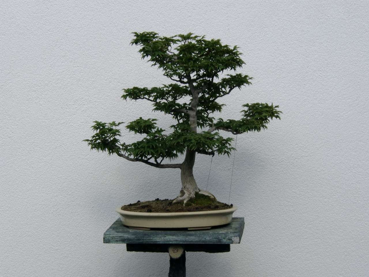 Alberello bonsai puzzle online