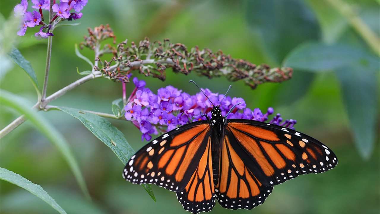 Tulák motýl skládačky online