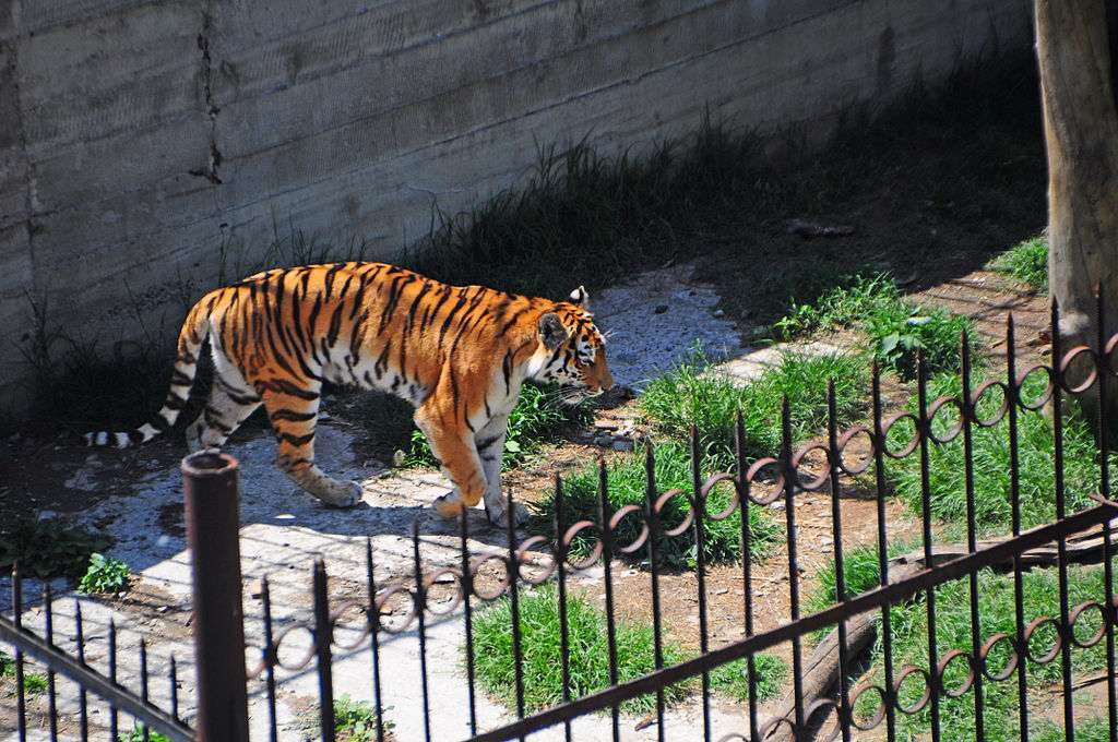 Зоологическа градина в Тбилиси онлайн пъзел