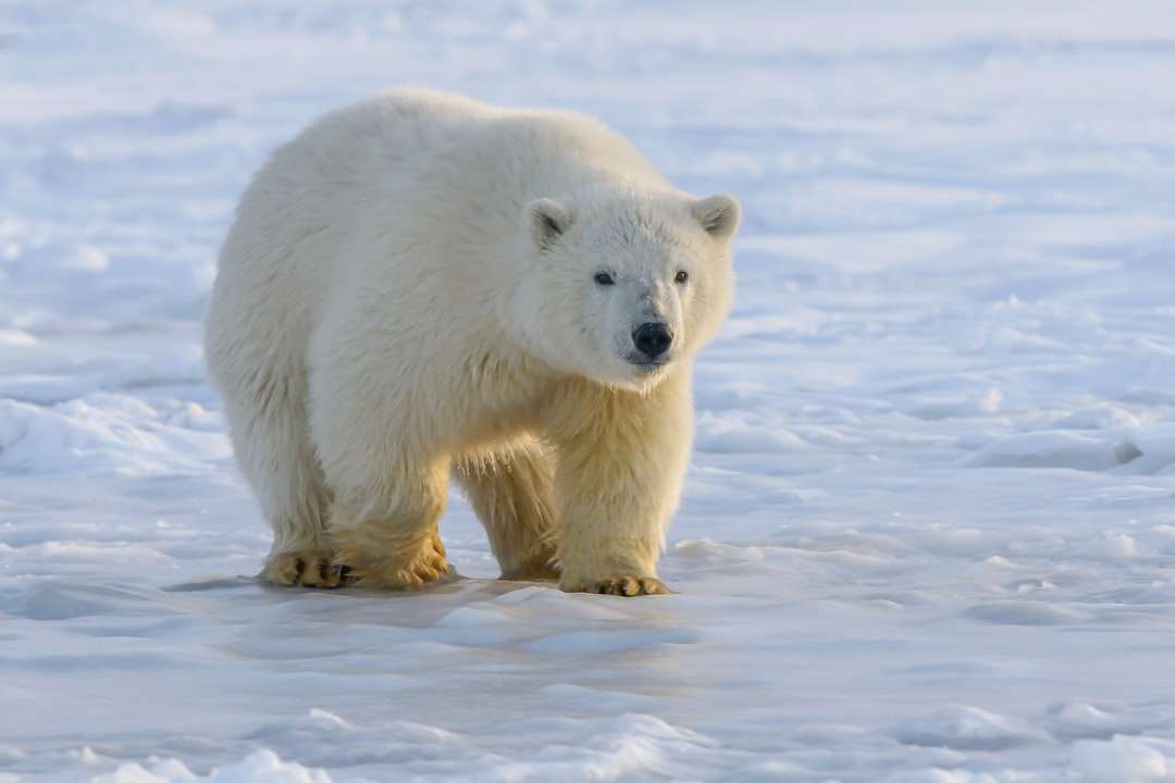ours polaire sur sol couvert de neige pendant la journée puzzle en ligne