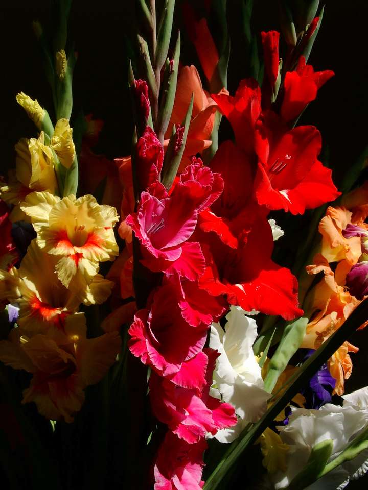Μπουκέτο Gladiolus online παζλ